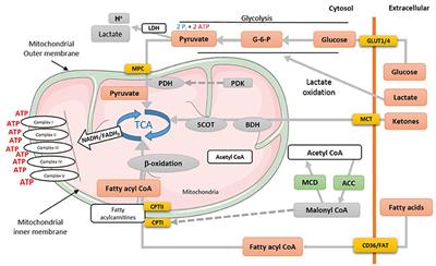 Loss of Metabolic Flexibility in the Failing Heart